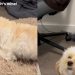 Tiny Dog Finally Catches Sock After Little Help From Owner