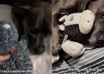 Dog Once the Same Size as Favorite Toy Refuses To Sleep Without It Now