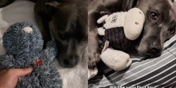 Dog Once the Same Size as Favorite Toy Refuses To Sleep Without It Now