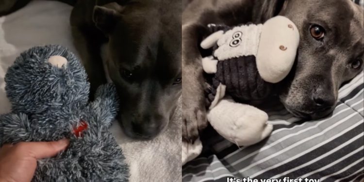 Dog Once the Same Size as Favorite Toy Refuses To Sleep Without It Now