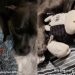 Dog Once the Same Size as Favorite Toy Refuses To Sleep Without It Now