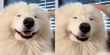 Samoyed Smiles Brightly After Getting Head Massage From Owner