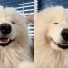 Samoyed Smiles Brightly After Getting Head Massage From Owner