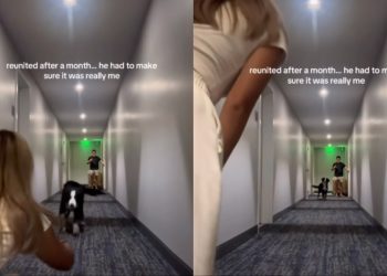 Dog Reunites With Mom After a Month, but Pauses Before Running to Her