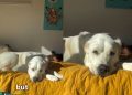 Dog Transforms Into ‘Sunshine Bear’ When the Light Hits