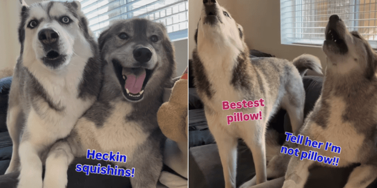 Two Husky Siblings Want the Same Spot on Couch