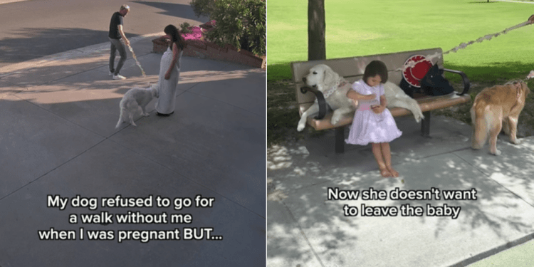 Golden Retriever Never Leaves Little Girl’s Side for a Special Reason