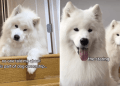 Owner Reveals Samoyeds’ Love for ‘Staring’