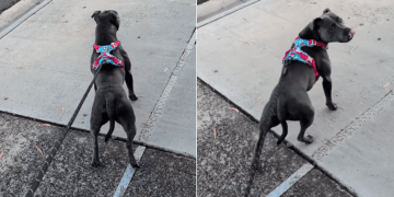 Dog Eagerly Waits for Neighbor Who Spoils Her With Pats on Her Walks
