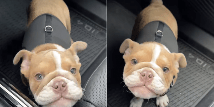 Puppy Tries To Express Her Thoughts in Undeniably Cute Voice