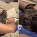 Dog Gives Mom Side Eyes for Disturbing Scratch Time With Dad