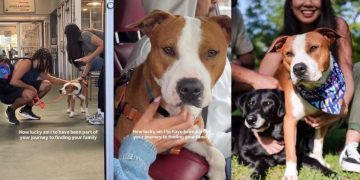 Shelter Dog Finds a Forever Home & Best Friend Just After a Sleepover