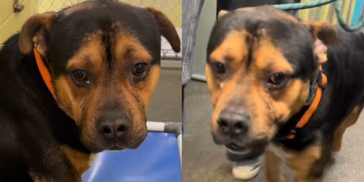 Gentle but ‘Scared’ Shelter Dog Puts on a Brave Face & Gets Adopted