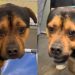 Gentle but ‘Scared’ Shelter Dog Puts on a Brave Face & Gets Adopted