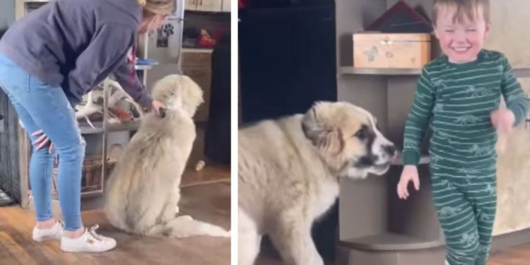 Giant Puppy Plays With Little Baby Just To Be Close Enough To Love Him