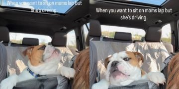 Dog Wants To Sit on Mom’s Lap but Can’t as She’s Driving