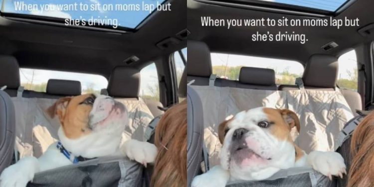 Dog Wants To Sit on Mom’s Lap but Can’t as She’s Driving