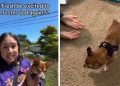 Foster Dog Hesitates, but Learns She Can Trust Dad & Get Close to Him