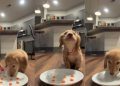 Tiny Dog Rushing To Munch on Carrot Cubes Melts Hearts