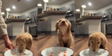 Tiny Dog Rushing To Munch on Carrot Cubes Melts Hearts