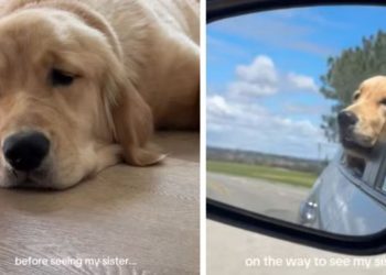 Golden Retriever Travels To See & Play With Furry Sister