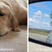 Golden Retriever Travels To See & Play With Furry Sister