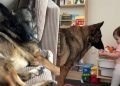 Owner Shares Dog’s Day Routine With Little Girl
