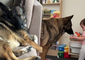 Owner Shares Dog’s Day Routine With Little Girl