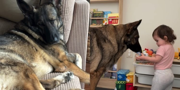 Owner Shares Dog’s Day Routine With Little Girl