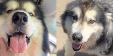 Dog Comes Running When Mom Calls His Name Like She’s His Whole World