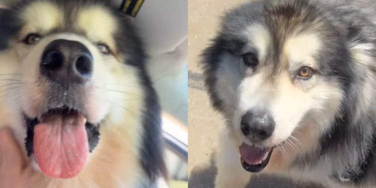 Dog Comes Running When Mom Calls His Name Like She’s His Whole World