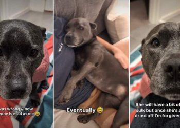 Dog’s Clearly ‘Disappointed’ in Dad for Not Turning off Rain