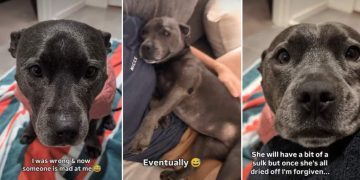 Dog’s Clearly ‘Disappointed’ in Dad for Not Turning off Rain