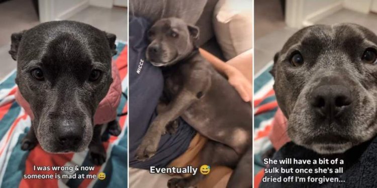 Dog’s Clearly ‘Disappointed’ in Dad for Not Turning off Rain
