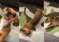 Dog Shows How Beautiful She Is Right After Waking Up