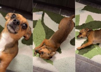 Dog Shows How Beautiful She Is Right After Waking Up