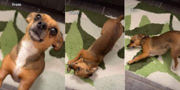 Dog Shows How Beautiful She Is Right After Waking Up