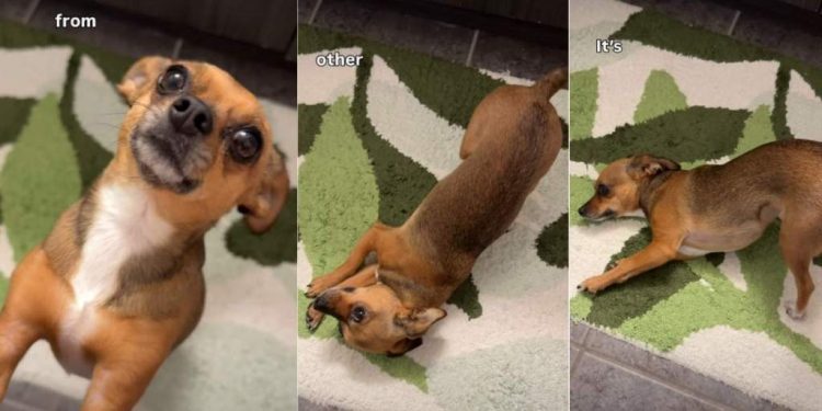 Dog Shows How Beautiful She Is Right After Waking Up
