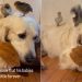 Golden Retriever Is ‘Hurt’ When He Learns His Babies Will Grow up One Day