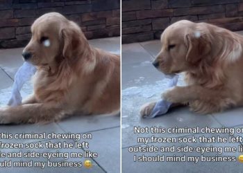 Dog Gives Side Eyes to Owner While Chewing on Frozen Sock