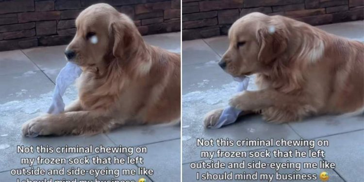 Dog Gives Side Eyes to Owner While Chewing on Frozen Sock