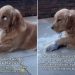 Dog Gives Side Eyes to Owner While Chewing on Frozen Sock