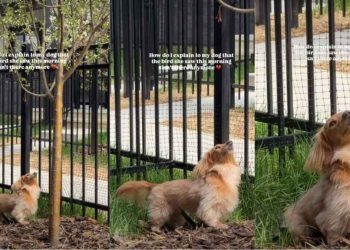 Dog Patiently Waits by Tree for the Bird She Saw That Morning
