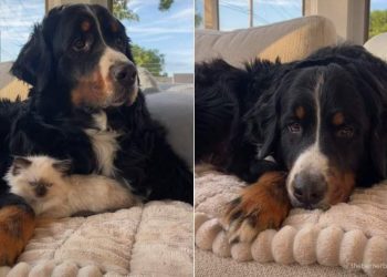 Dog Keeps Cat Hidden After Taking His Duties Too Seriously