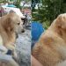 Owner Believes Dog Has ‘Grumpy Old Man’ Trapped in His Body