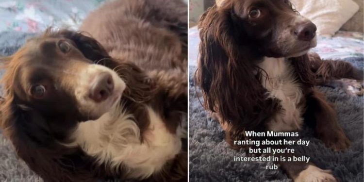 Dog Slowly Falls on Back for Belly Rubs During Mom’s Ranting