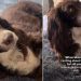 Dog Slowly Falls on Back for Belly Rubs During Mom’s Ranting