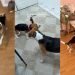 Rescue Dog Experiences First Zoomies & Knows This Is How Life Should Be