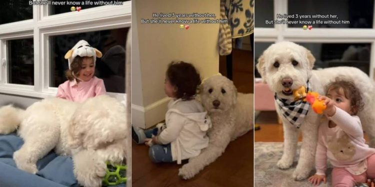 Owner Shows Goldendoodle & Little Girl Being Besties Forever