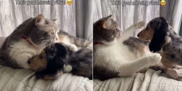 Dog Adorably Hugs Cat Sibling as Part of Morning Ritual